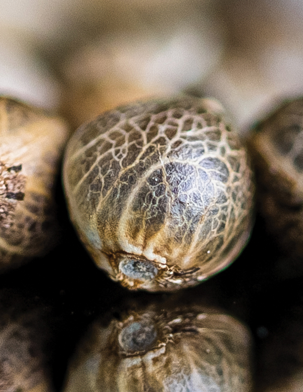 grotivate-image-blog-why-choose-photoperiod-regular-seeds-image1-hero