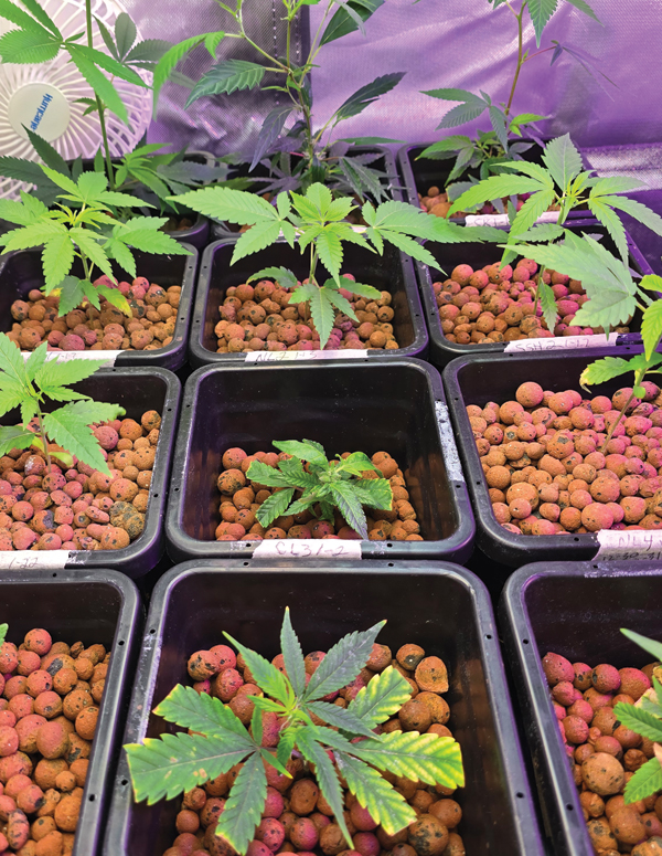 grotivate-image-blog-cannabis-strain-selection-image1-hero