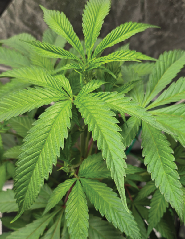 Should You Grow Your Own Cannabis? A Guide to Help You Decide